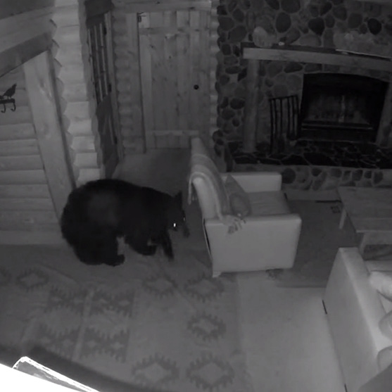 Home invaders caught by Dropcam