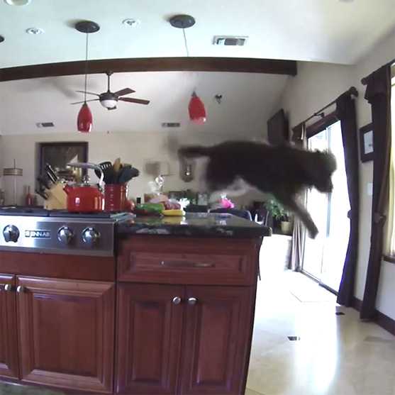 Children and dogs have a few things in common: they’re adorable, casually destructive, and in complete denial of the laws of physics. That’s why we love them. And why we need Dropcam.